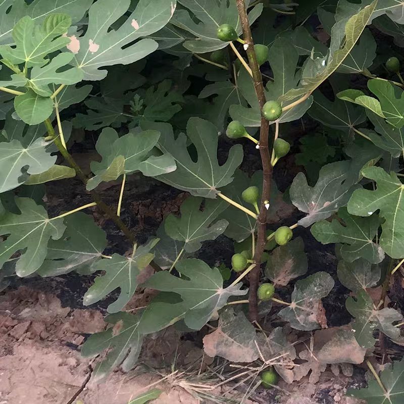 布兰瑞克无花果苗当年结果包品种现挖现卖