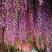 紫藤罗成品树2公分以上实图实发不虚假包邮