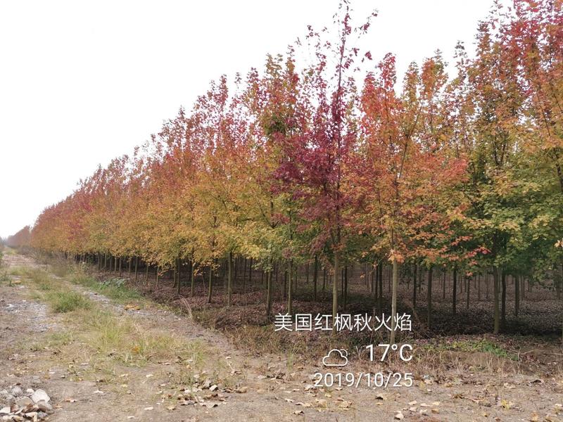 美国红枫秋火焰5-15苗圃地里大量供应红枫秋火焰