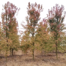 美国红枫秋火焰5-15苗圃地里大量供应红枫秋火焰