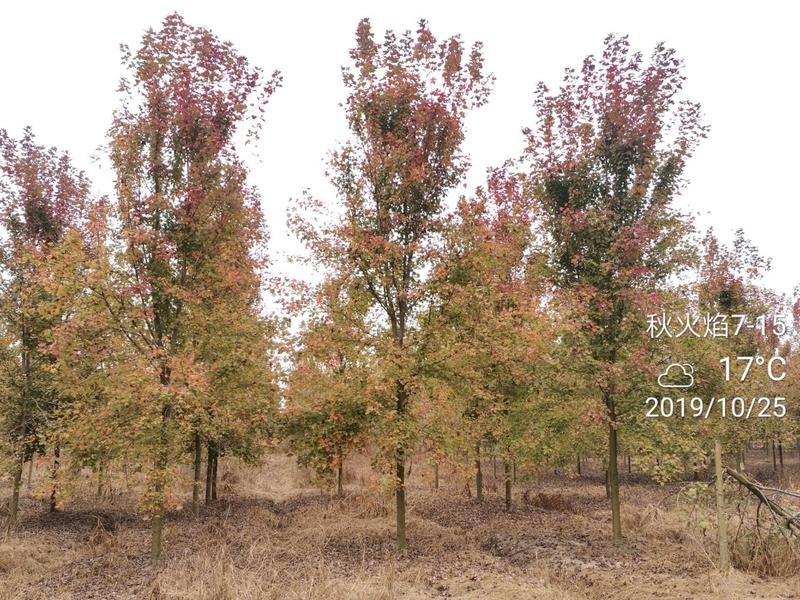 美国红枫秋火焰5-15苗圃地里大量供应红枫秋火焰