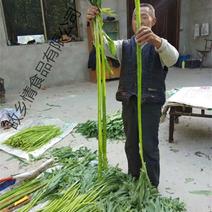 批发苔干贡菜脱水蔬菜苔菜亳州土特产量大从优