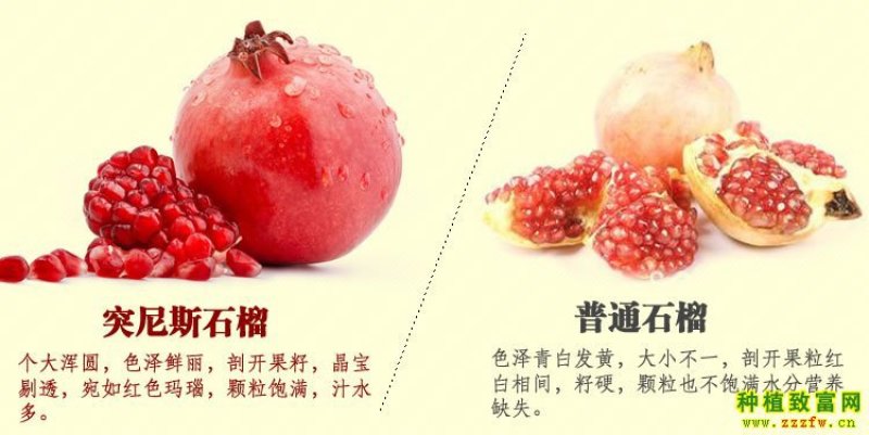 新品种突尼斯软籽石榴树苗改良一代脱毒苗良心好树苗