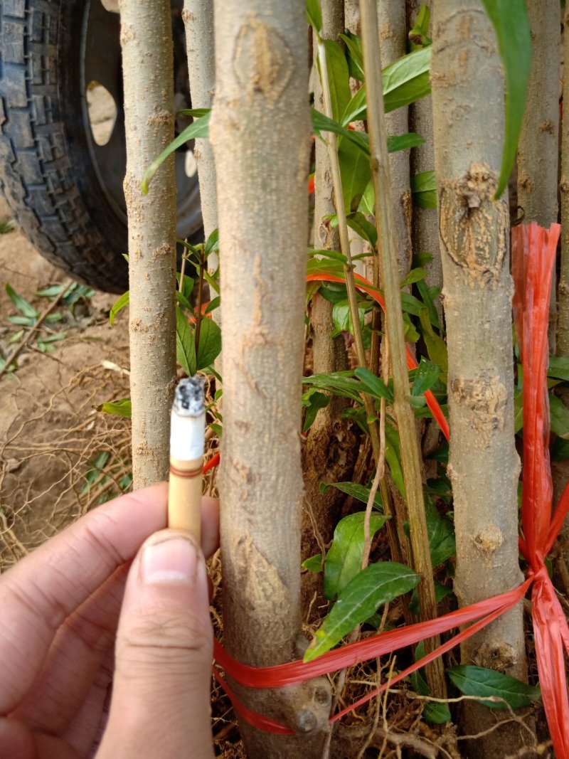 新品种突尼斯软籽石榴树苗改良一代脱毒苗良心好树苗