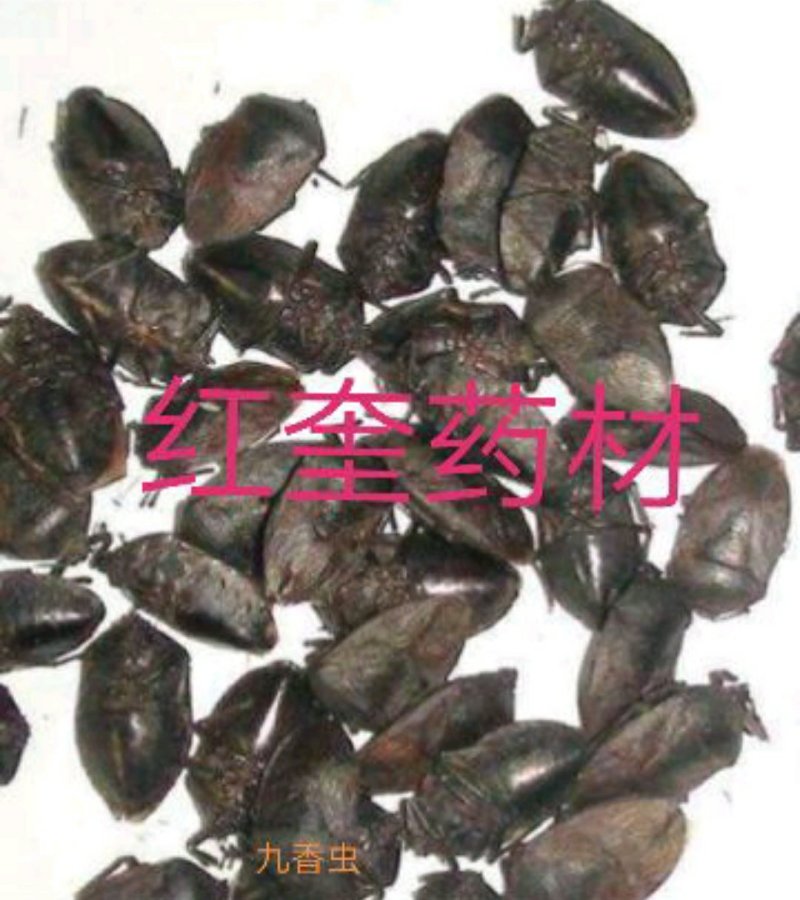 九香虫新货量大优惠代抓各种药方不满意可以退换
