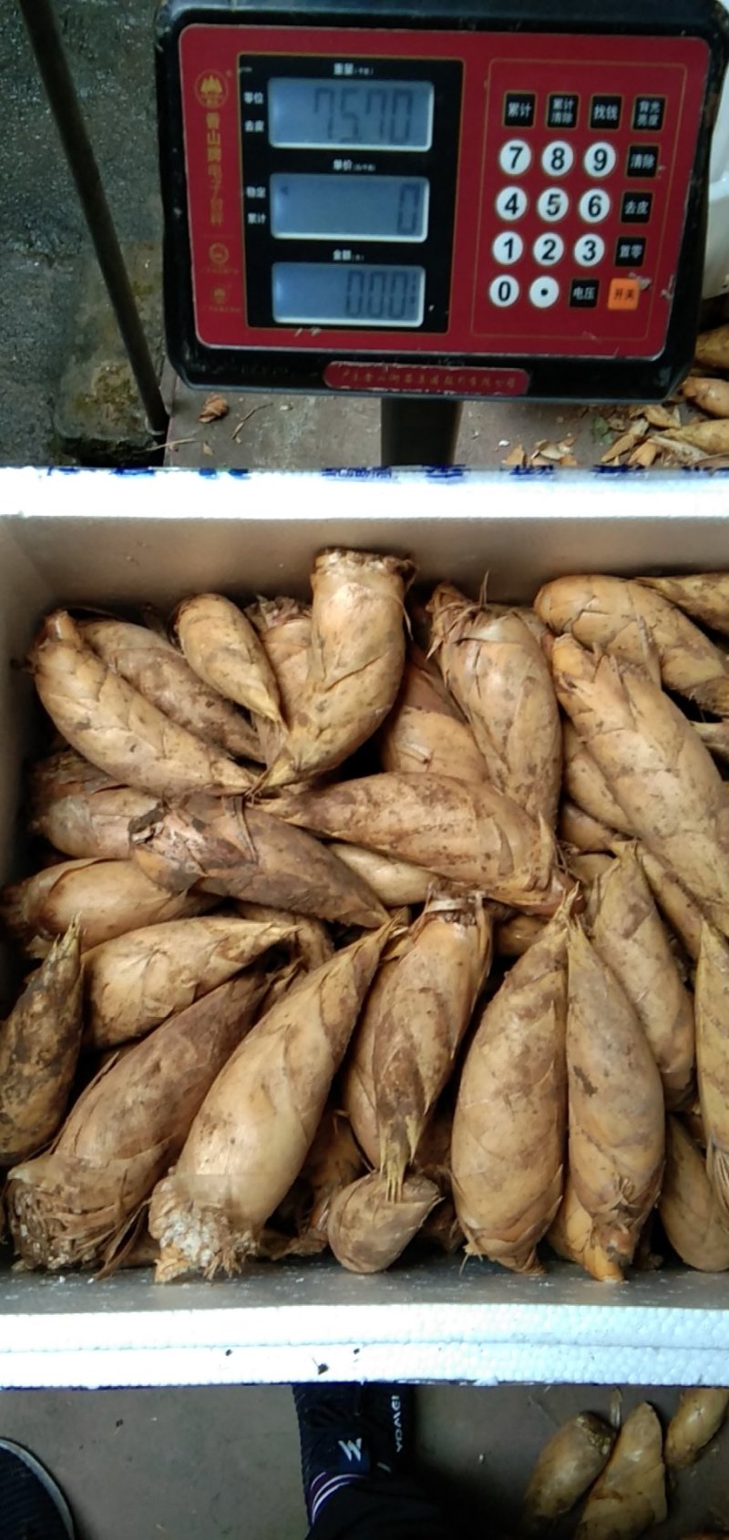 新鲜冬笋大量批发，量大从优质量保证。