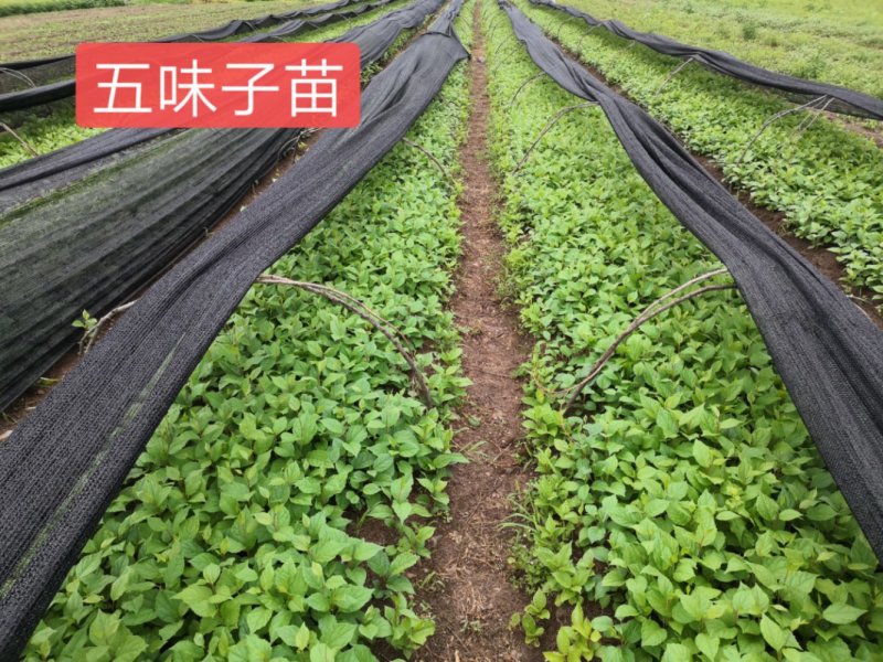 五味子苗繁育基地