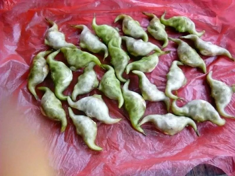菱角种菱角苗大别山区湖北黄冈蕲春