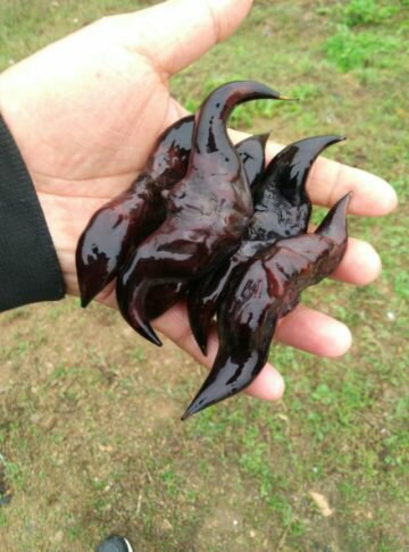菱角种菱角苗大别山区湖北黄冈蕲春