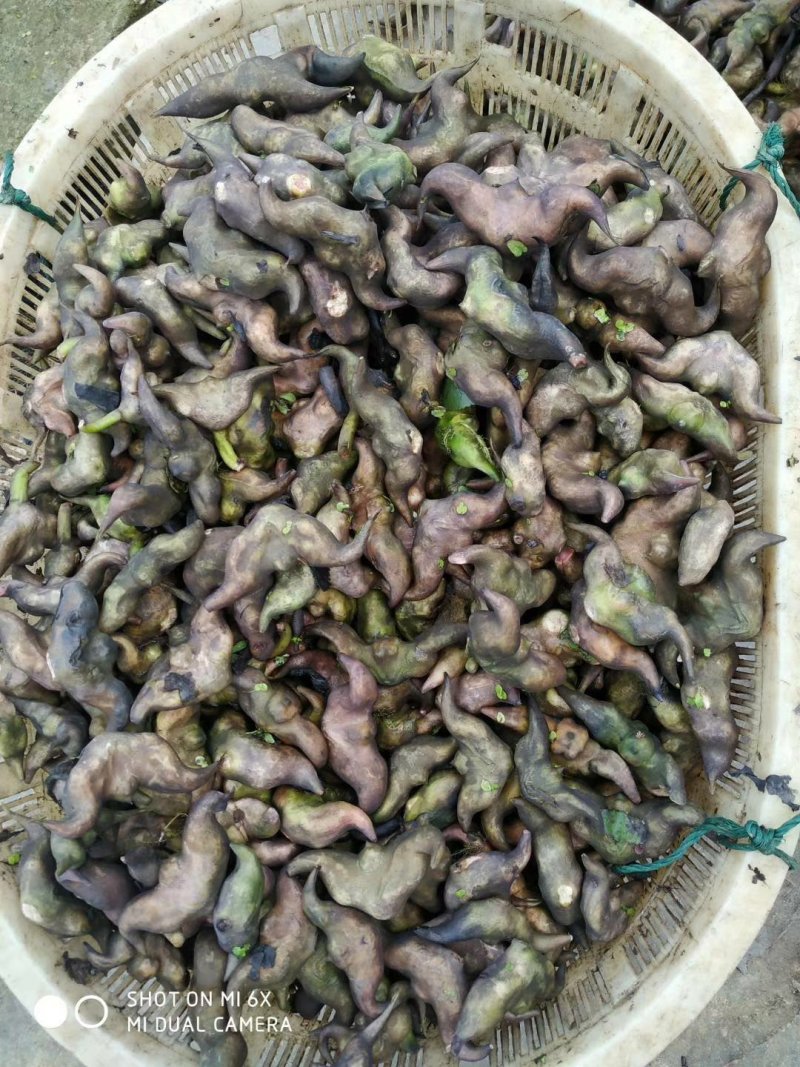 菱角种菱角苗大别山区湖北黄冈蕲春