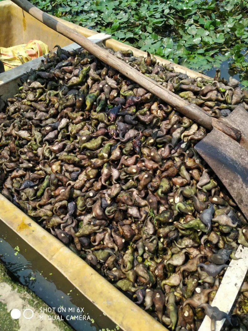 菱角种菱角苗大别山区湖北黄冈蕲春