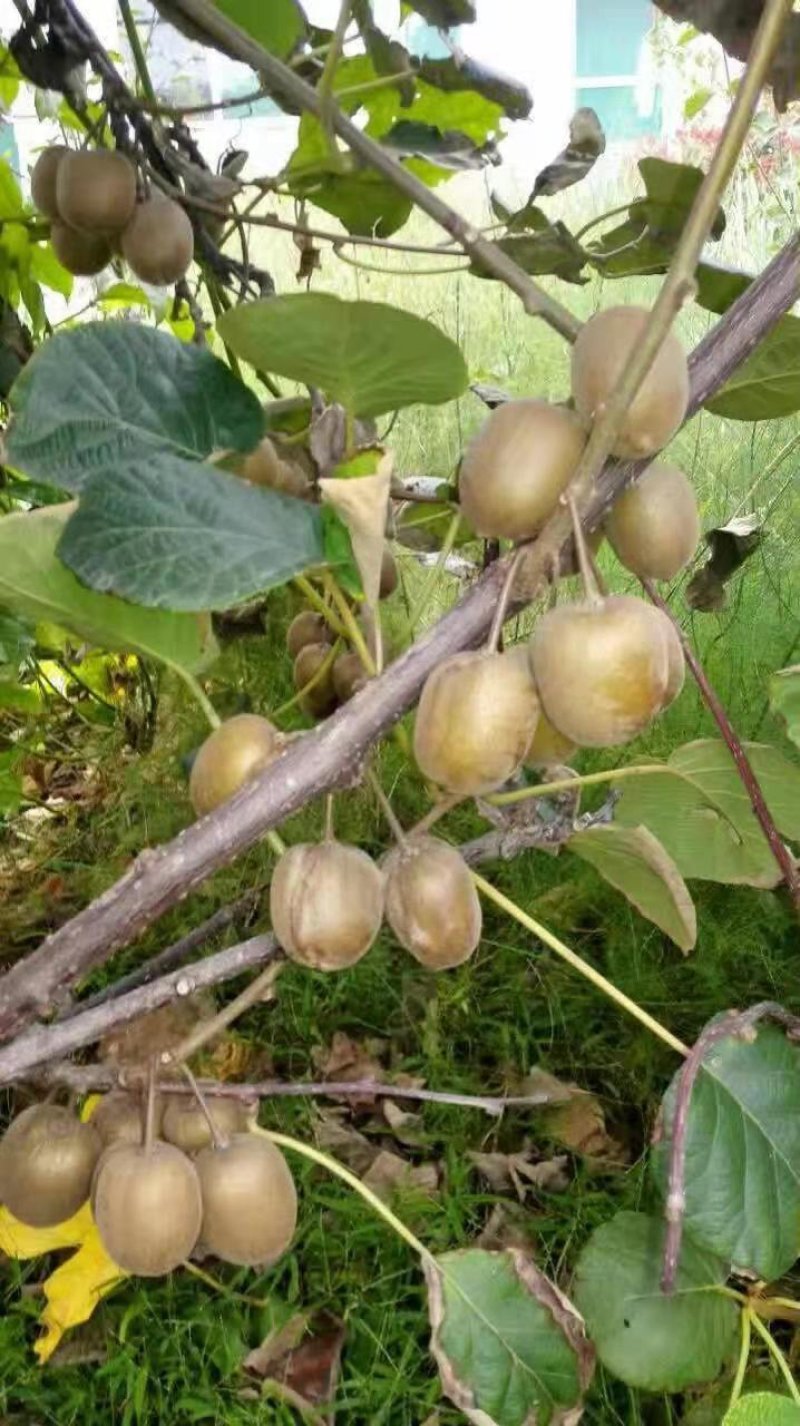 【猕猴桃树苗】名优品种自家种植量大从优！