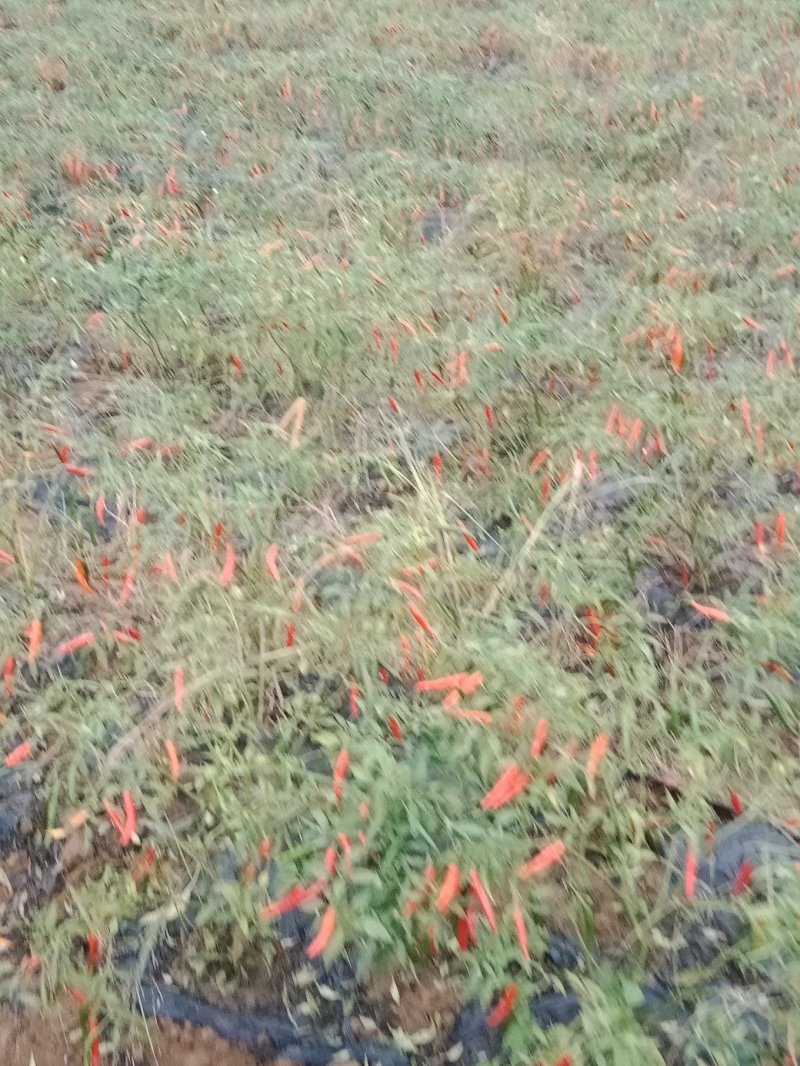 出售朝天青椒。