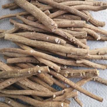 求购板蓝根大货