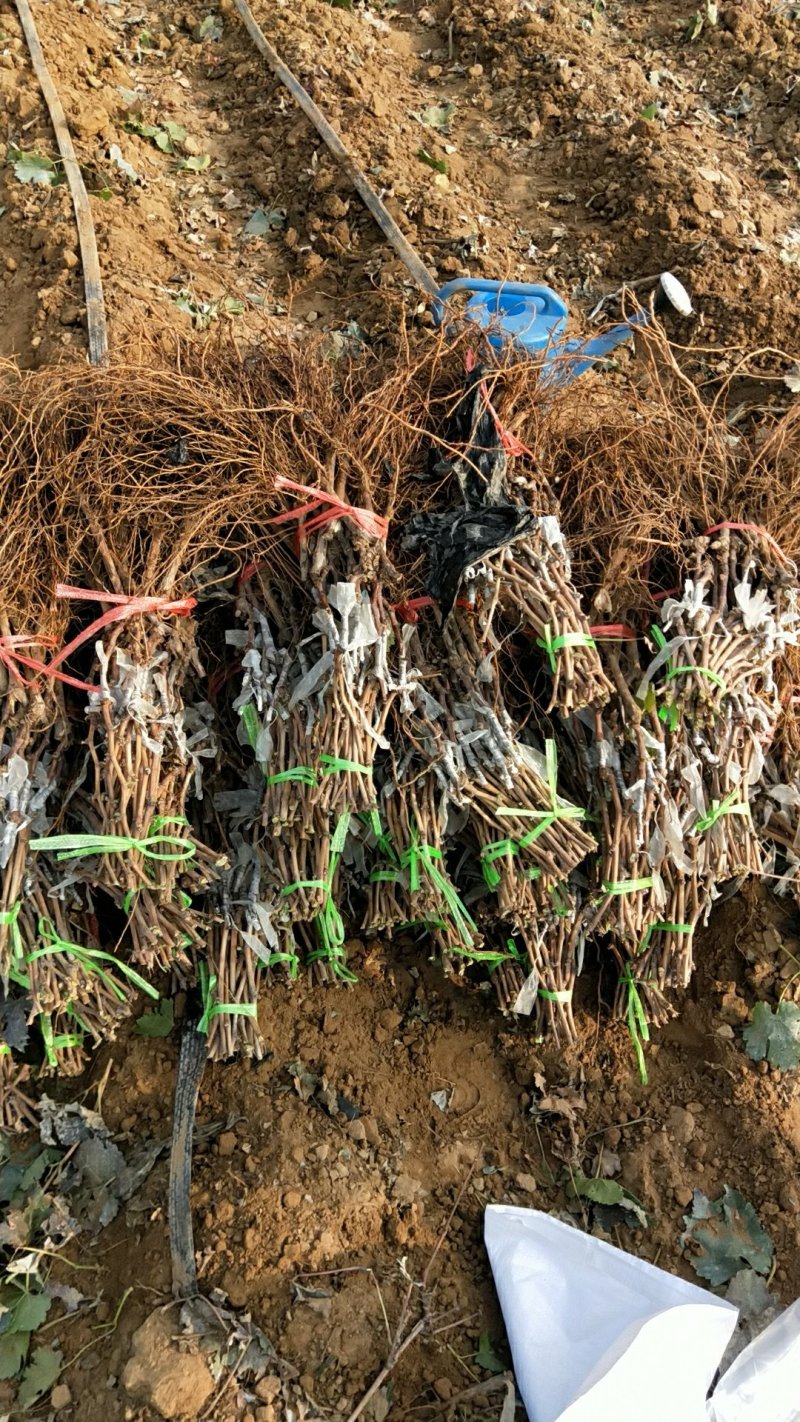 牛奶香味葡之梦葡萄苗特级苗包成活包技术