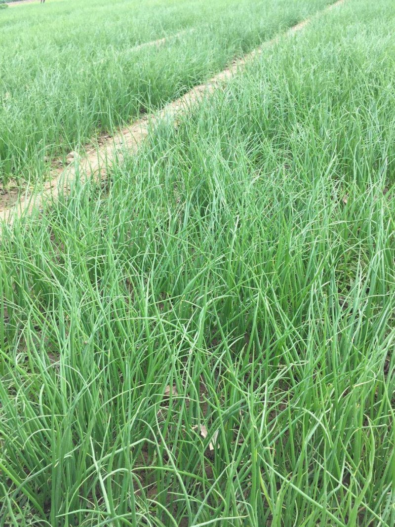 高产河西早熟，二红半高庄，黄皮，紫皮洋葱苗，签合同保回收