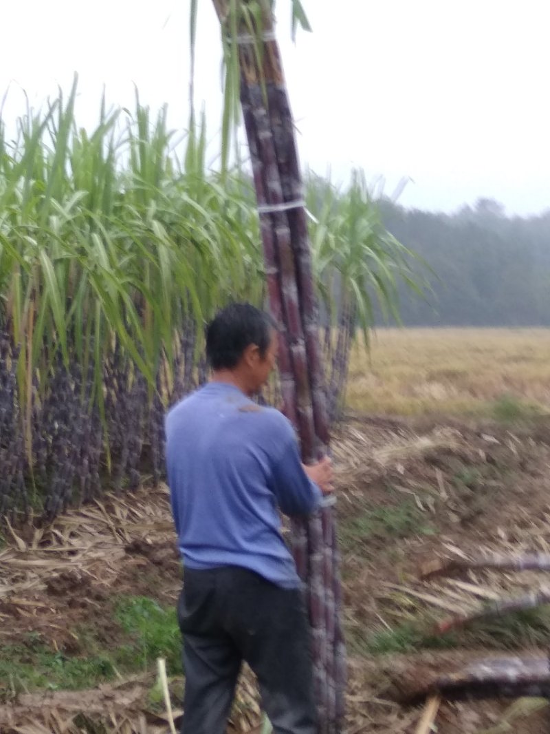 湖北黑皮甘蔗。果庶销售，商品甘蔗产地自产代办装车