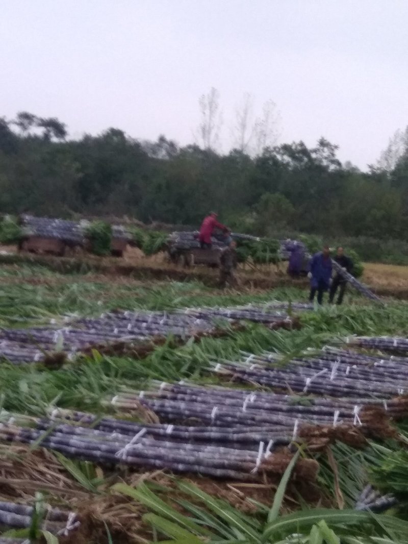 湖北黑皮甘蔗。果庶销售，商品甘蔗产地自产代办装车