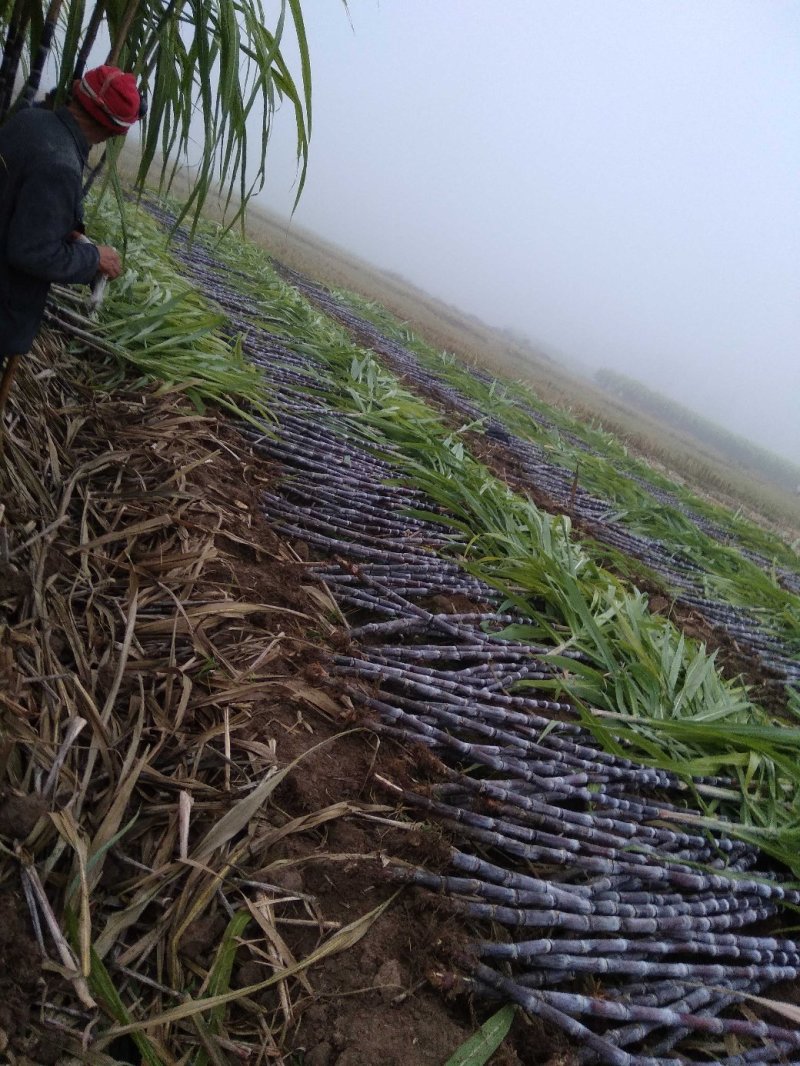 湖北黑皮甘蔗。果庶销售，商品甘蔗产地自产代办装车