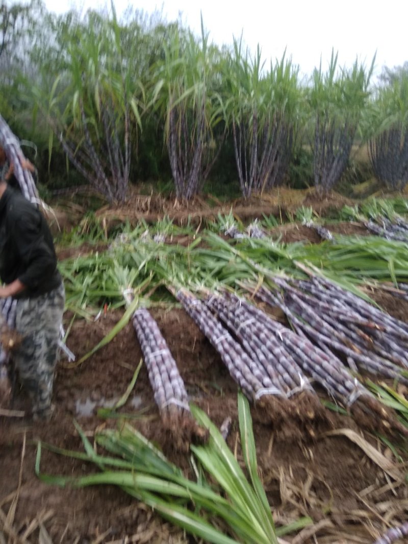湖北黑皮甘蔗。果庶销售，商品甘蔗产地自产代办装车