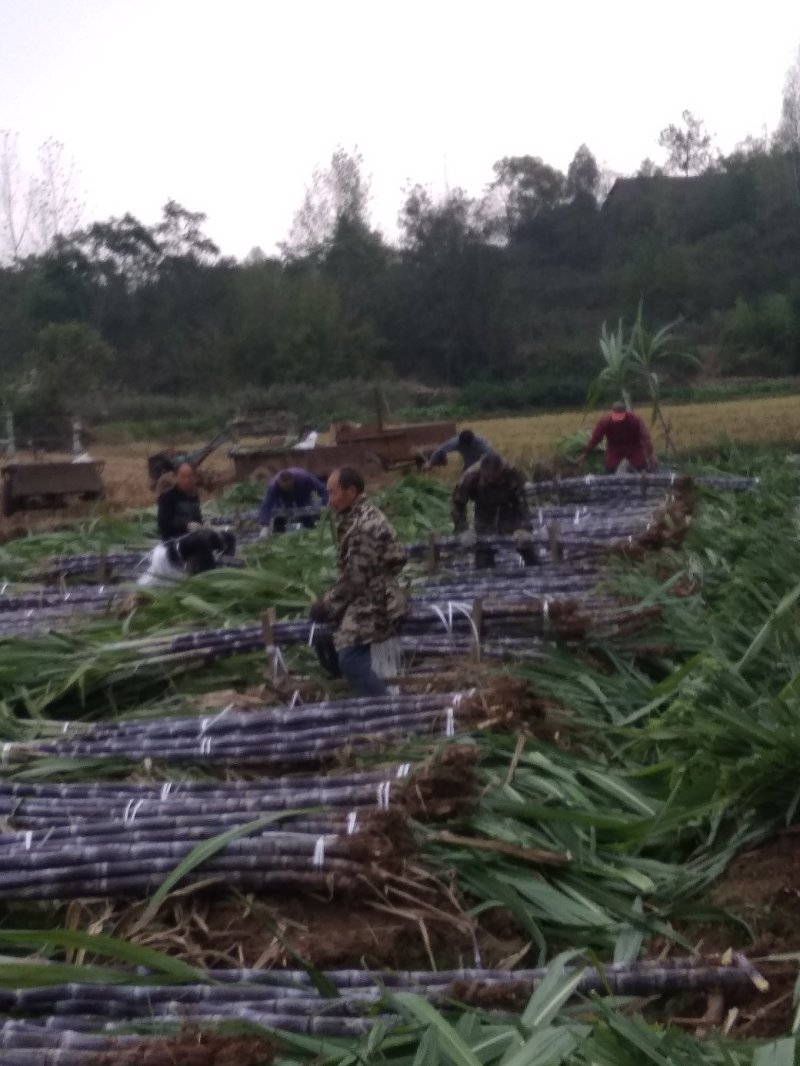 湖北黑皮甘蔗。果庶销售，商品甘蔗产地自产代办装车