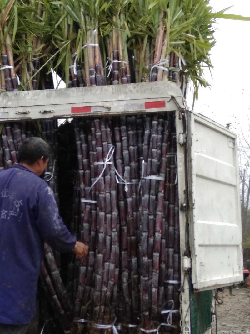 湖北黑皮甘蔗。果庶销售，商品甘蔗产地自产代办装车