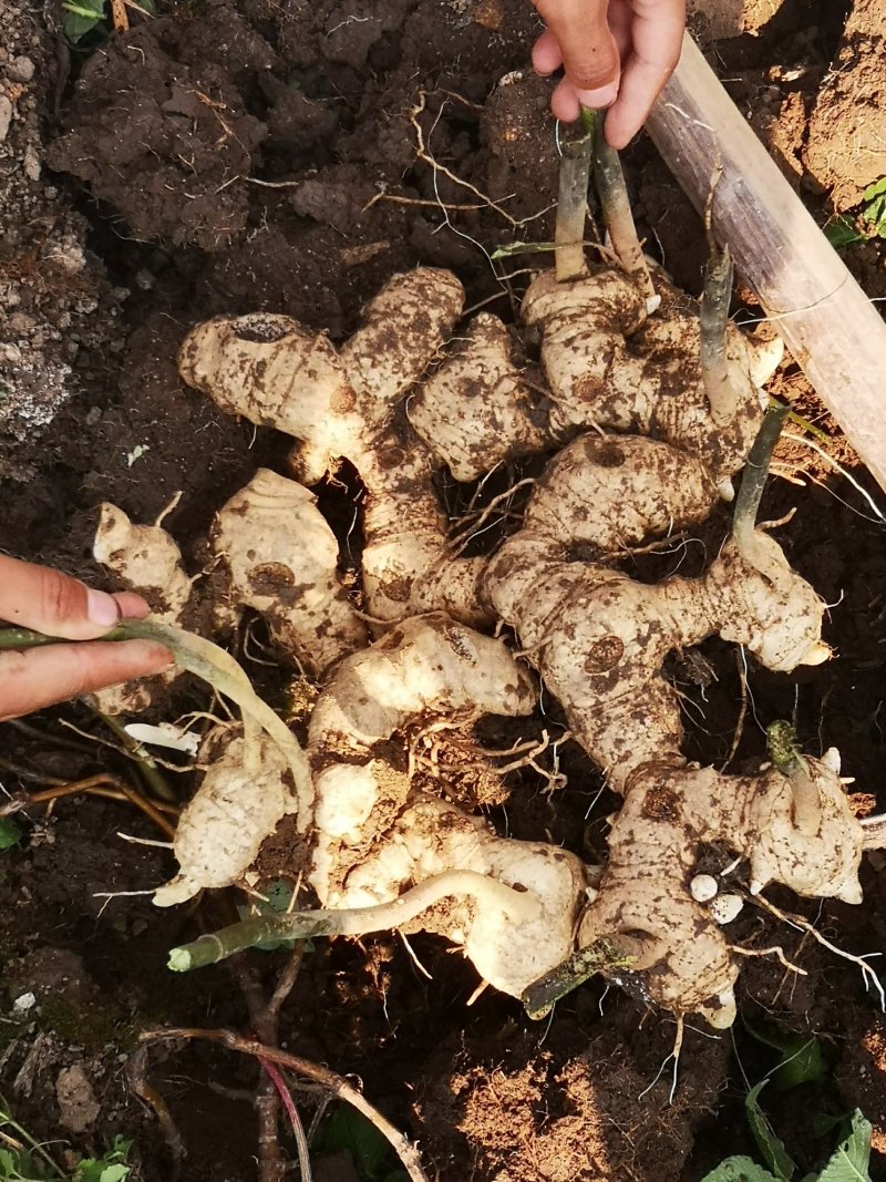 【多花姜型黄精】基地直销，量大价优，欢迎来电咨询