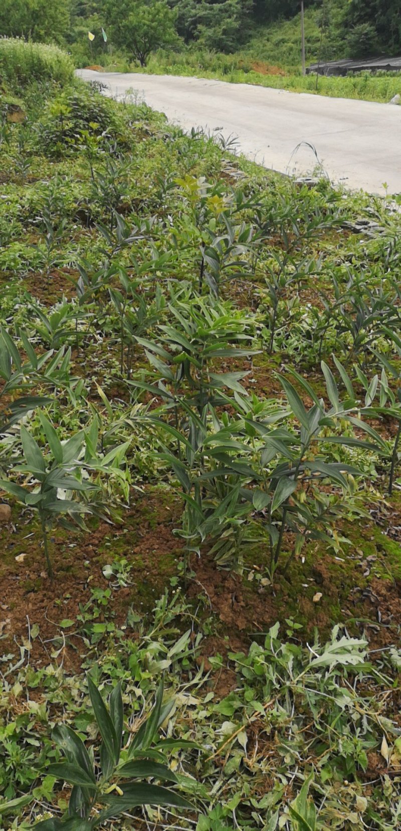 【多花姜型黄精】基地直销，量大价优，欢迎来电咨询
