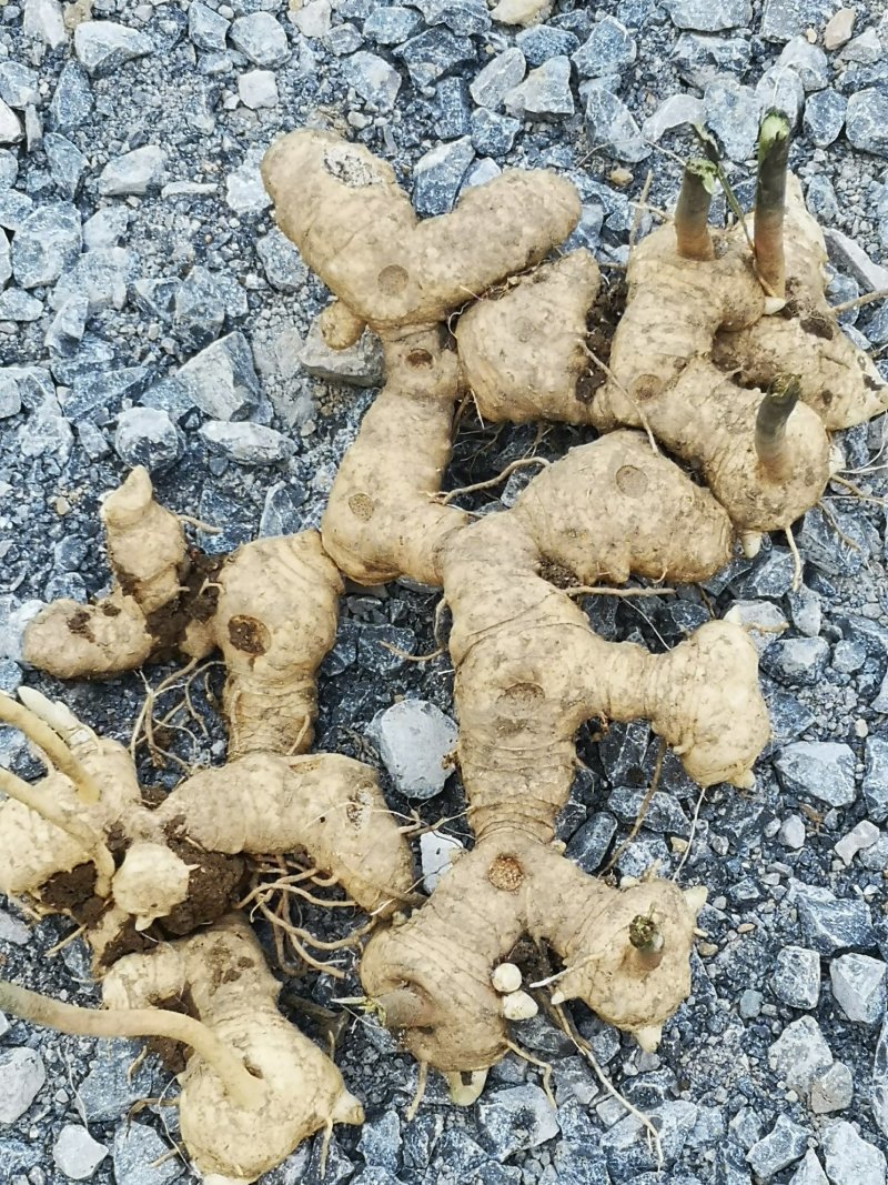 【多花姜型黄精】基地直销，量大价优，欢迎来电咨询
