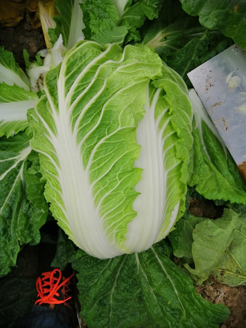 黄心白菜，个头均匀，产地直供，货源充足，大小车随到随装