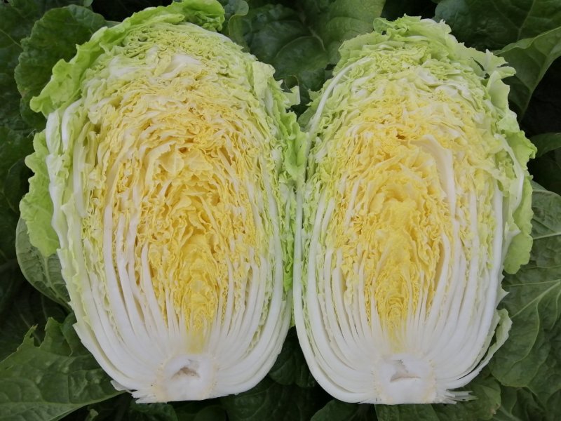 黄心白菜，个头均匀，产地直供，货源充足，大小车随到随装