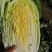 黄心白菜，毛菜7斤以上，净菜4-6斤