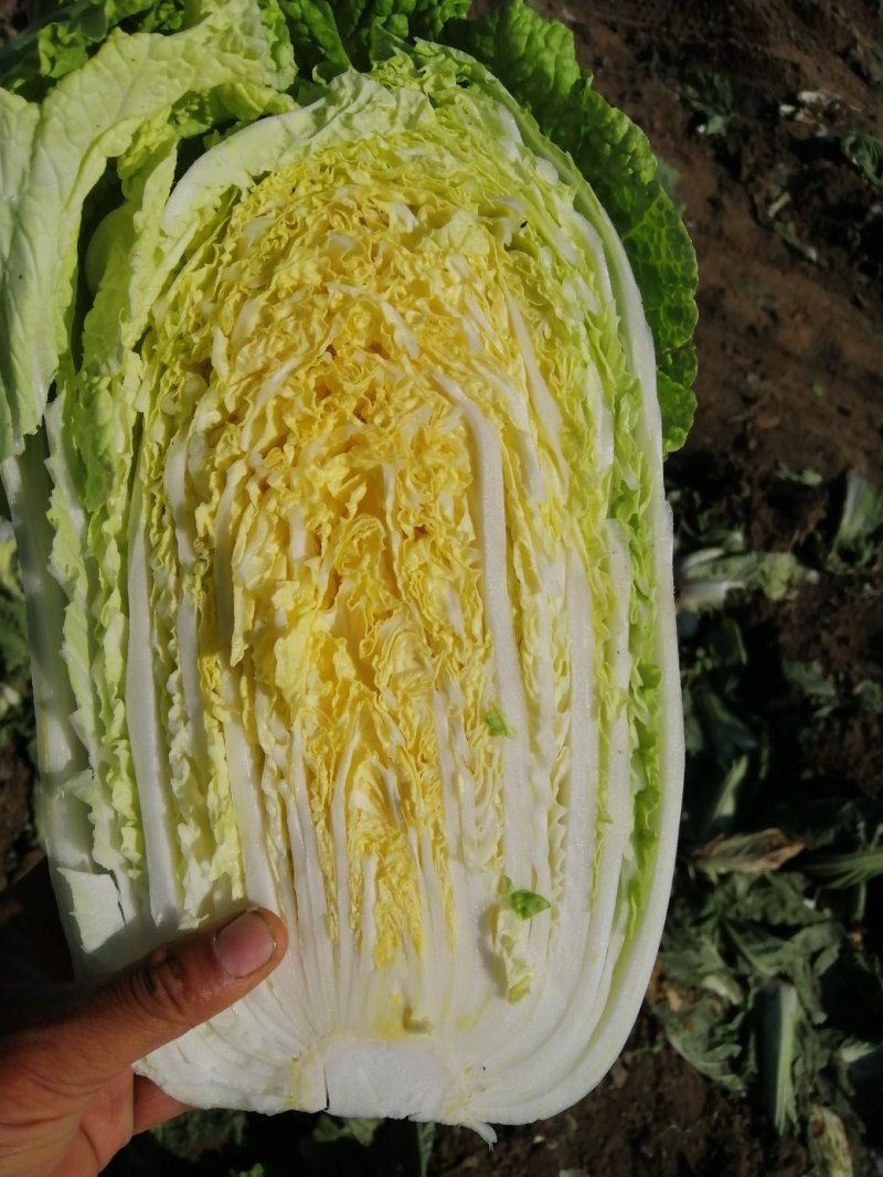 黄心白菜，毛菜7斤以上，净菜4-6斤