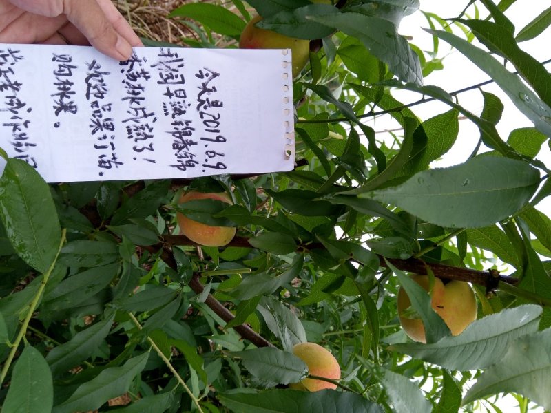 早熟锦春黄桃苗6月初成熟果大味甜，两年挂果苗现挖保湿