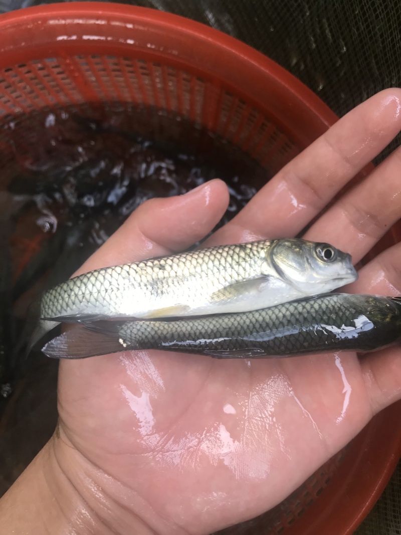 草鱼苗6-10公分抗病毒能力强包邮全国发货
