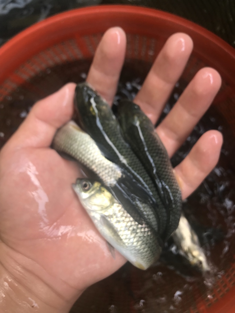 草鱼苗6-10公分抗病毒能力强包邮全国发货