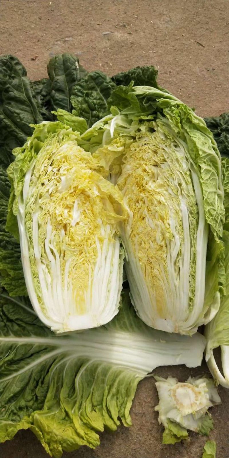 山东白菜夏阳白菜大量供应，质量好，价格便宜