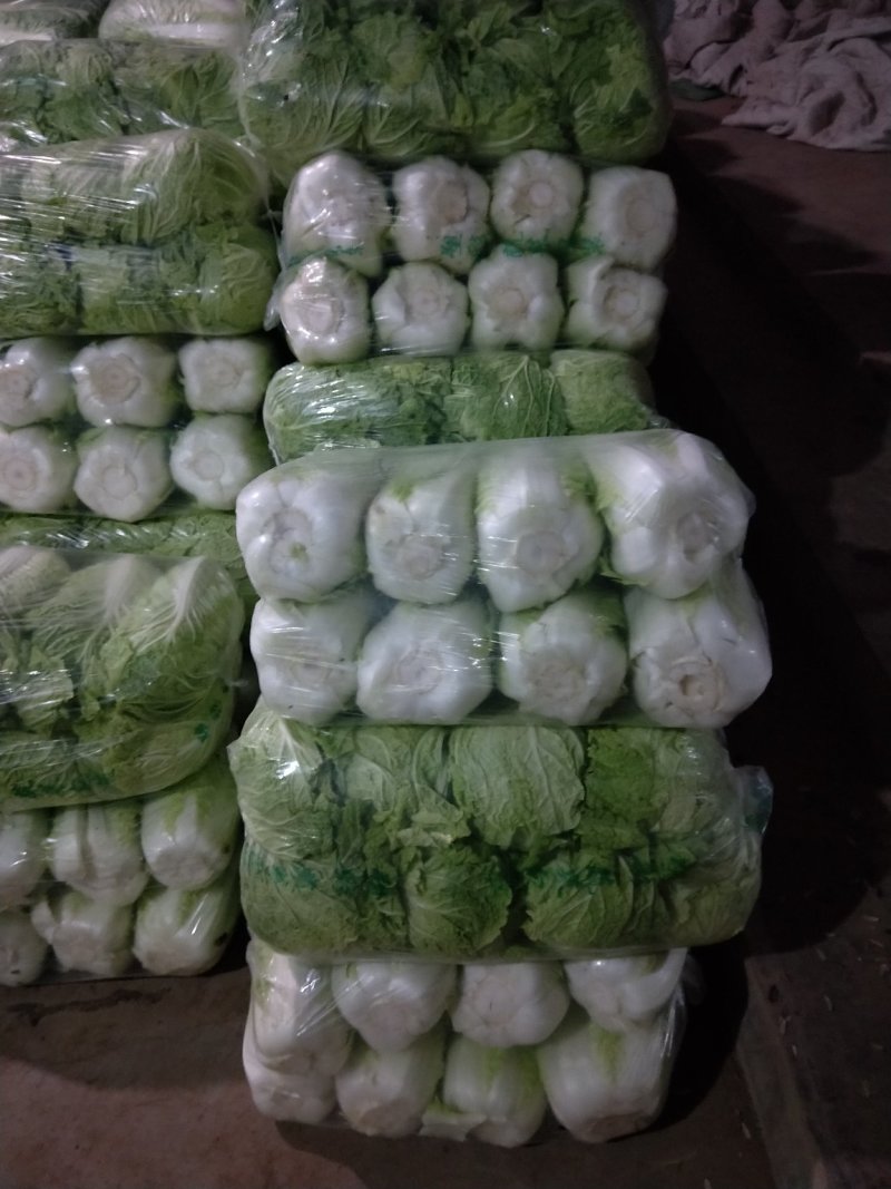 山东白菜夏阳白菜大量供应，质量好，价格便宜
