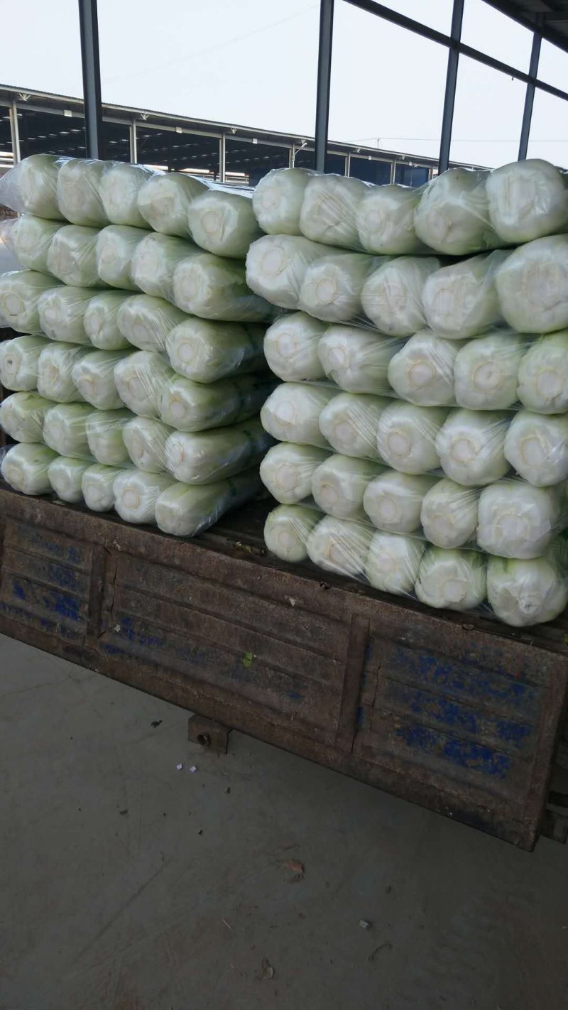 山东白菜夏阳白菜大量供应，质量好，价格便宜