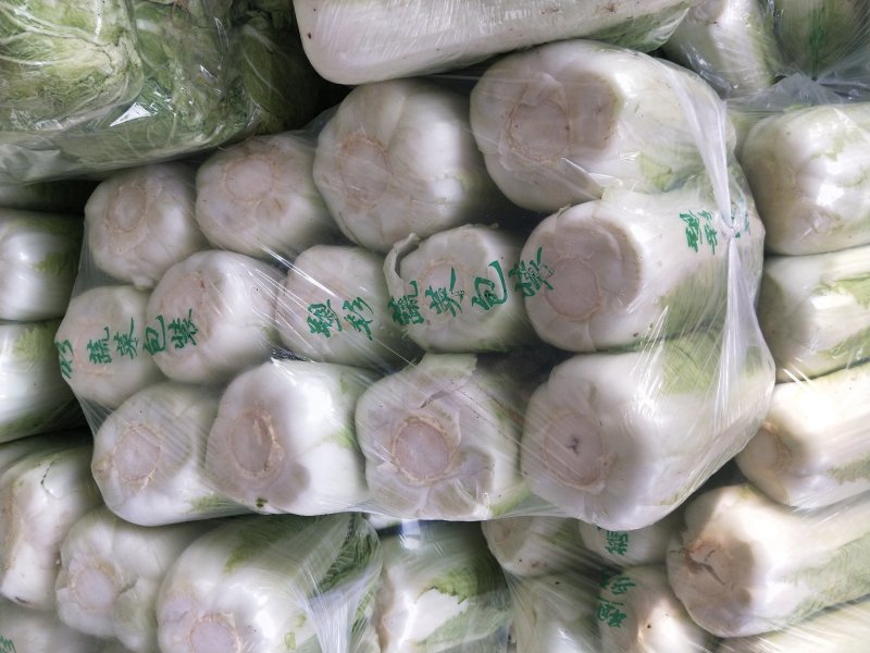 山东白菜夏阳白菜大量供应，质量好，价格便宜