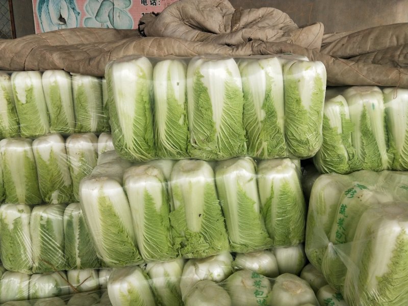 山东白菜夏阳白菜大量供应，质量好，价格便宜