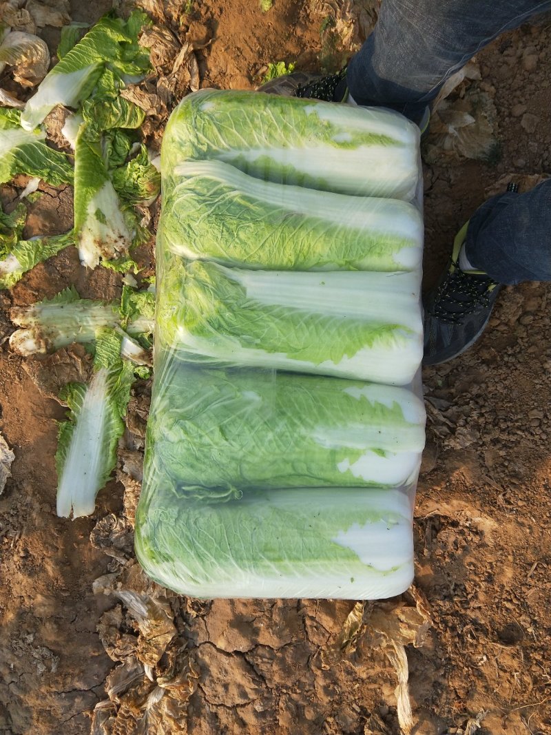 山东白菜夏阳白菜大量供应，质量好，价格便宜