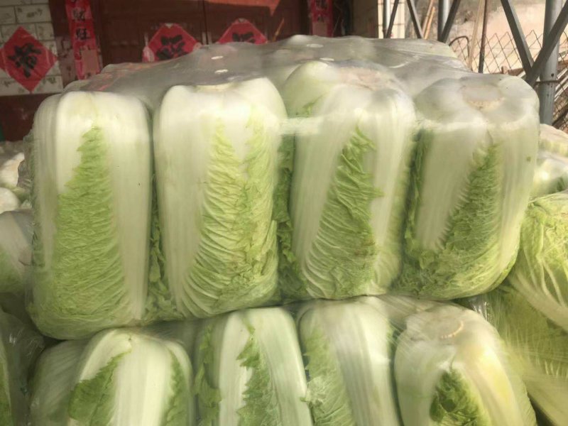 山东白菜夏阳白菜大量供应，质量好，价格便宜
