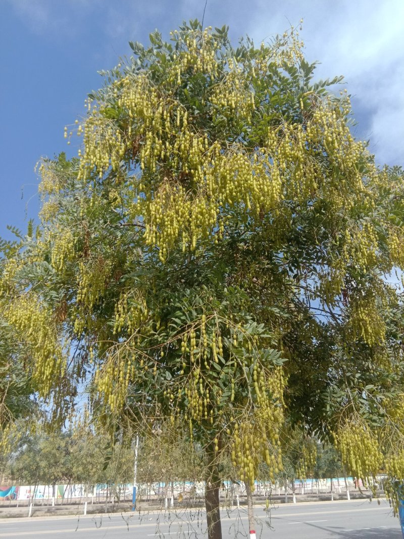 上等国槐豆角种子