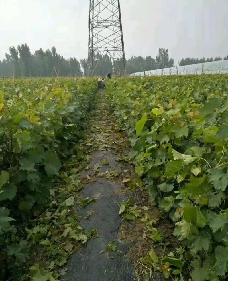 葡之梦葡萄苗成活高产量大放心苗《包邮》