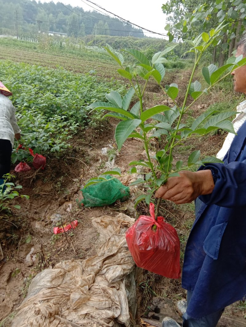 江西樟树纯中花吴茱萸苗