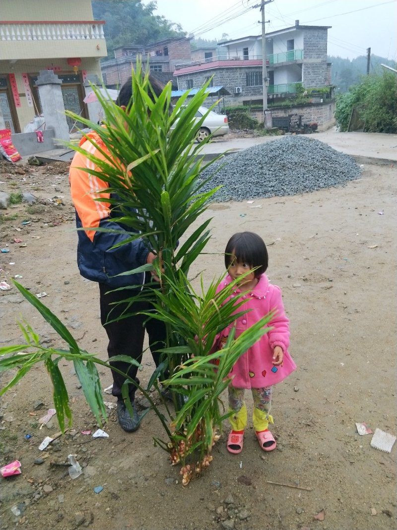 小黄姜本地小黄姜连山小黄姜