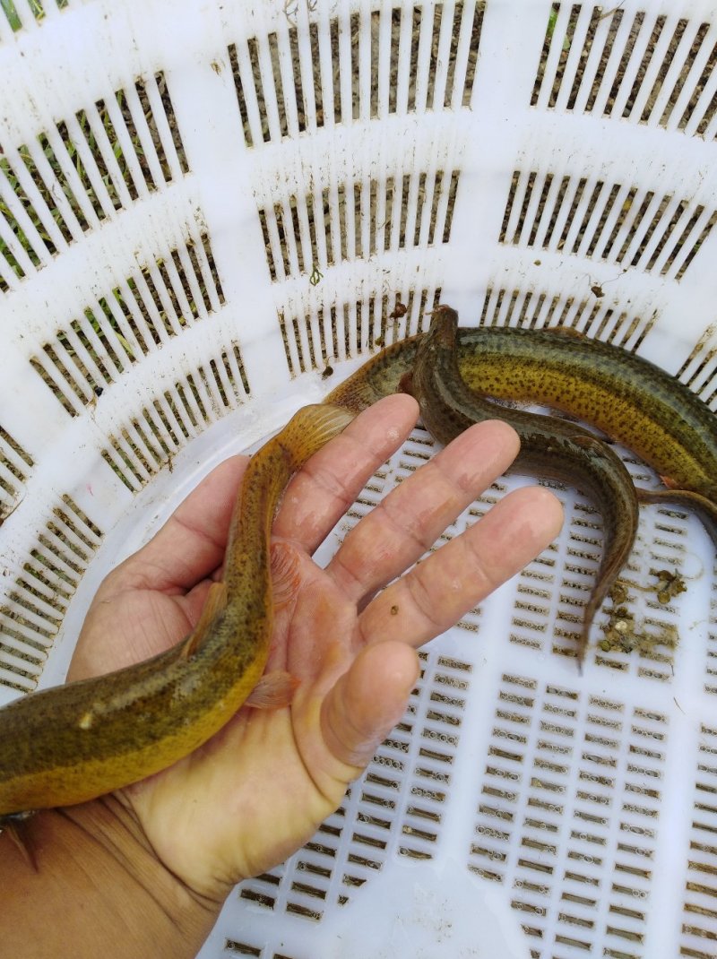 台湾泥鳅