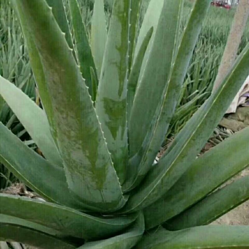 精选优质纯种美国库拉索芦荟种苗，已分棵栽种的三年苗