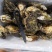 福建5斤小包装生蚝